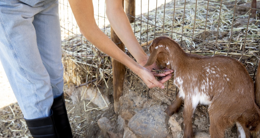 Animal Ex-Situ Conservation and Management